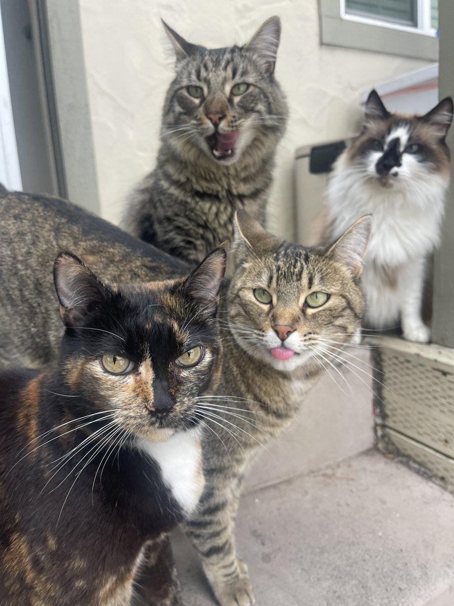 Every family photo has that one sibling 🤪, we’ve got two! 😹😹🤪
Happy #Caturday!❤️🐾😽

#CatsOfTwitter #CatsOfX