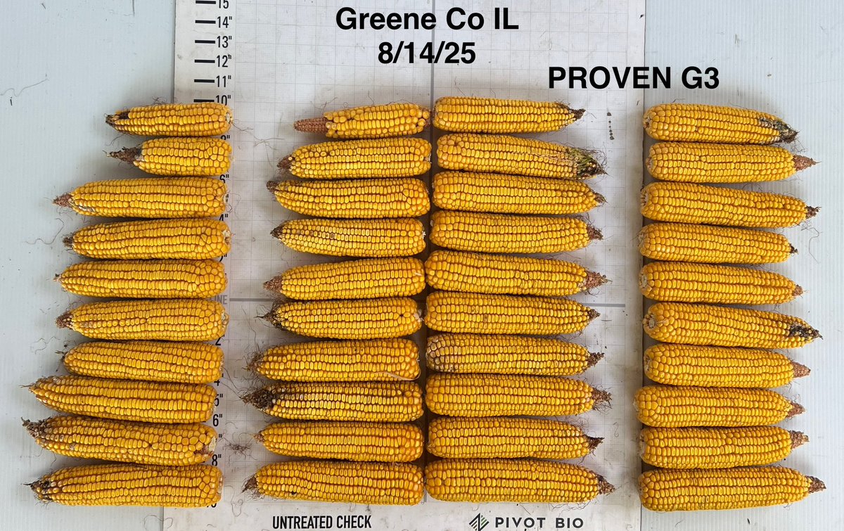 I’m pretty optimistic for this year’s crop. Corn might be denting but there is still a ways to go.  Pivot microbes helps max yield potential by adding kernels/ear but a rain could really boost kernel weights. The new G3 helps with plant N remobilization for a late punch too.