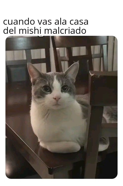 "✨..Mishi malcriado." ✨😸🐾
 #Caturday