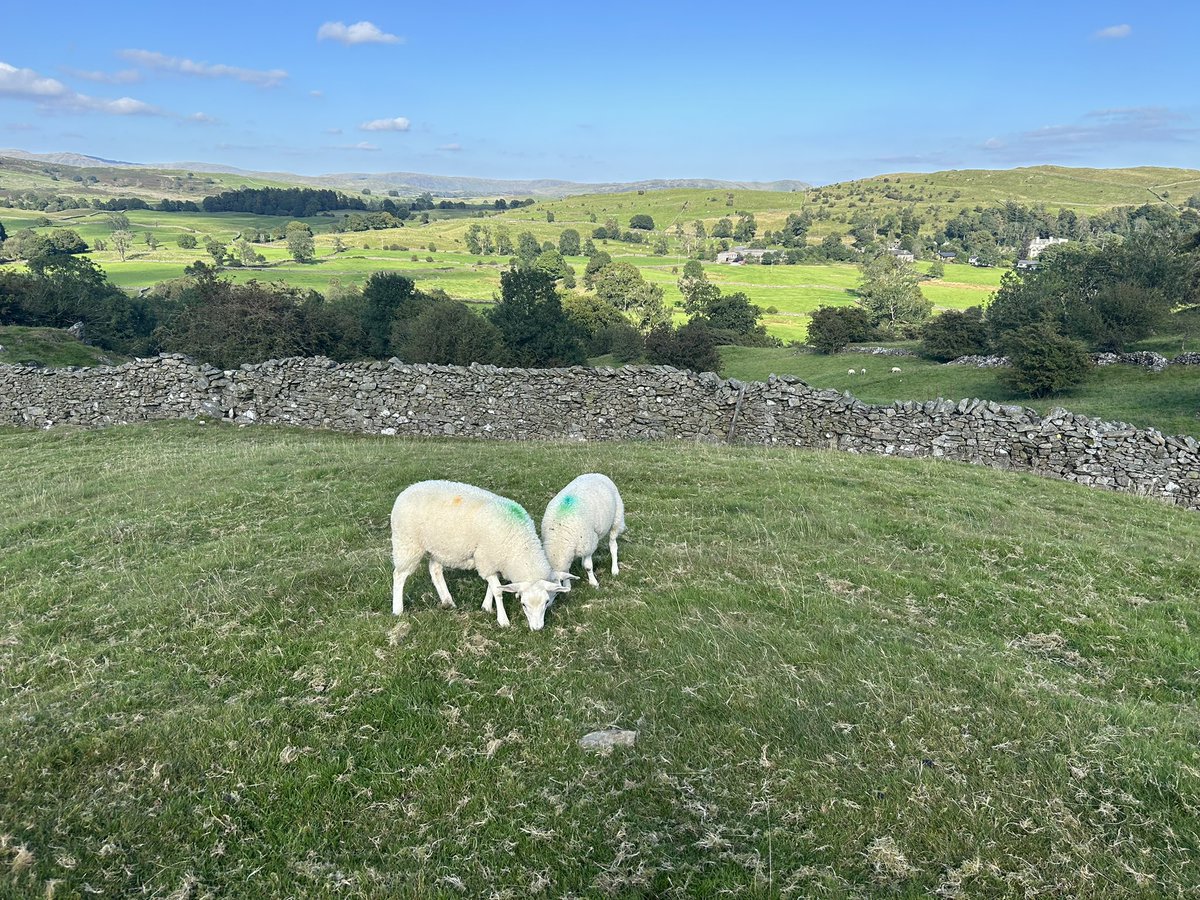 day 8 – touching grass in windermere

random notes of the day: 
- thankful for the opportunity to have moments of peace 
- got to sit on the hills with the sheep and reminded me so much of runescape
- first time seeing a victorian sink with two taps (hot &amp; cold)
- why can’t