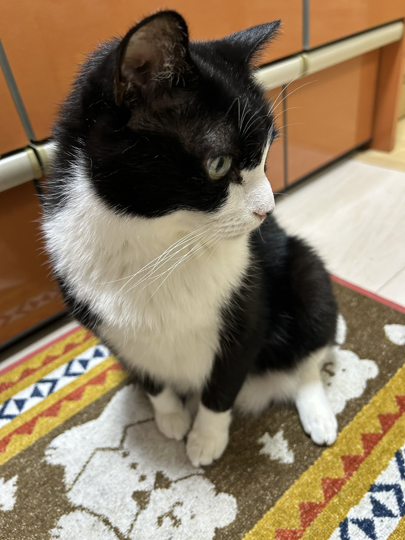 猫が好き sakugaku on X: 