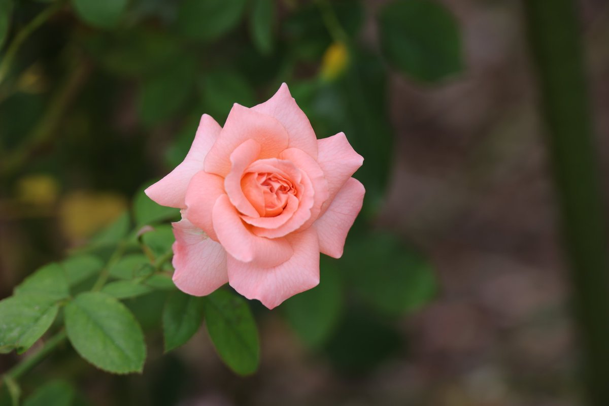 おはようございます。