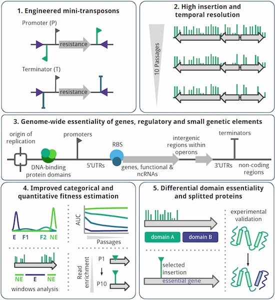 Quantitative essentiality in a reduced genome: a functional, regulatory and structural fitness map
doi.org/10.1038/s44320…