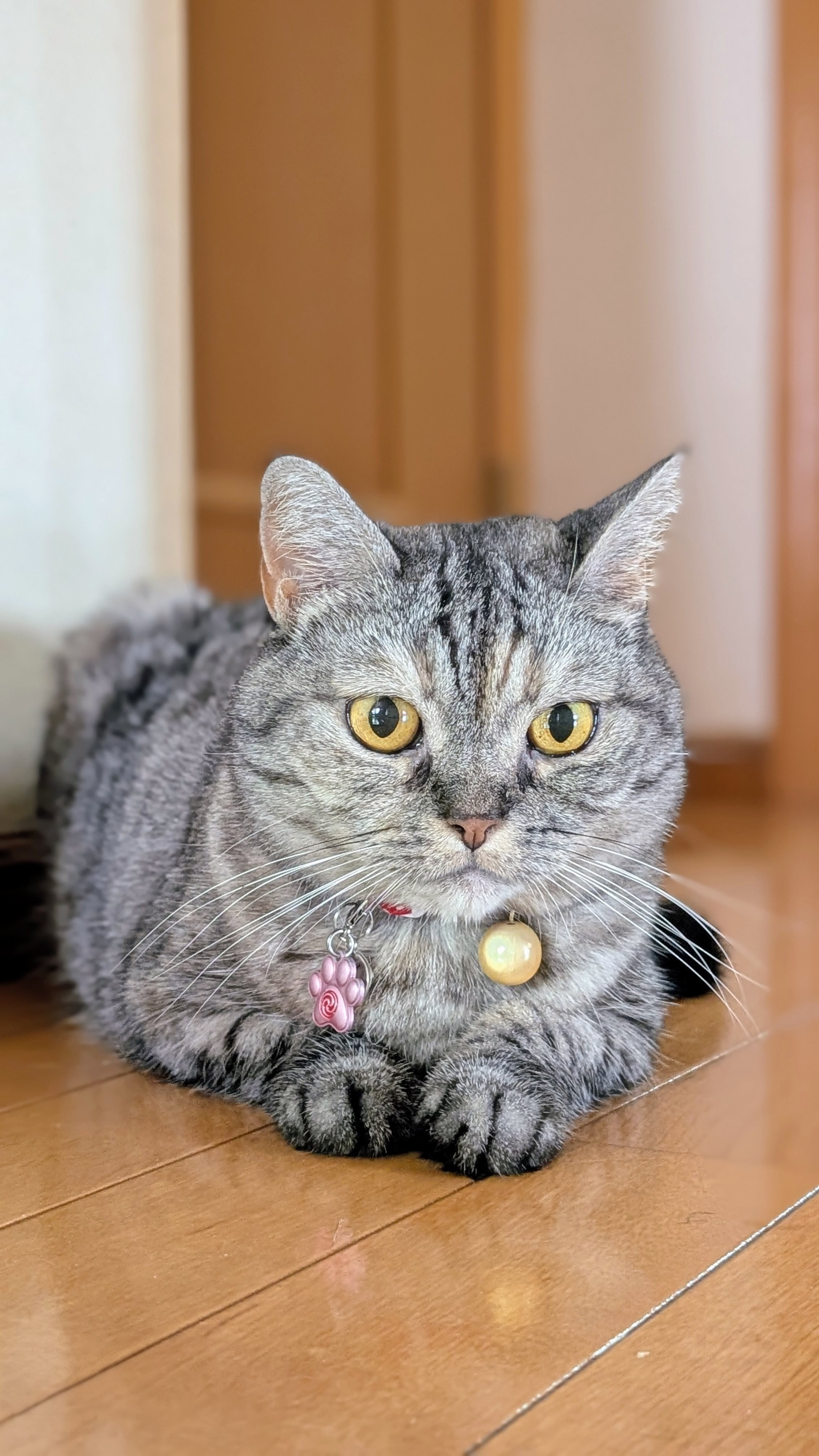 ねこさん⚡(ΦωΦ) on X: 