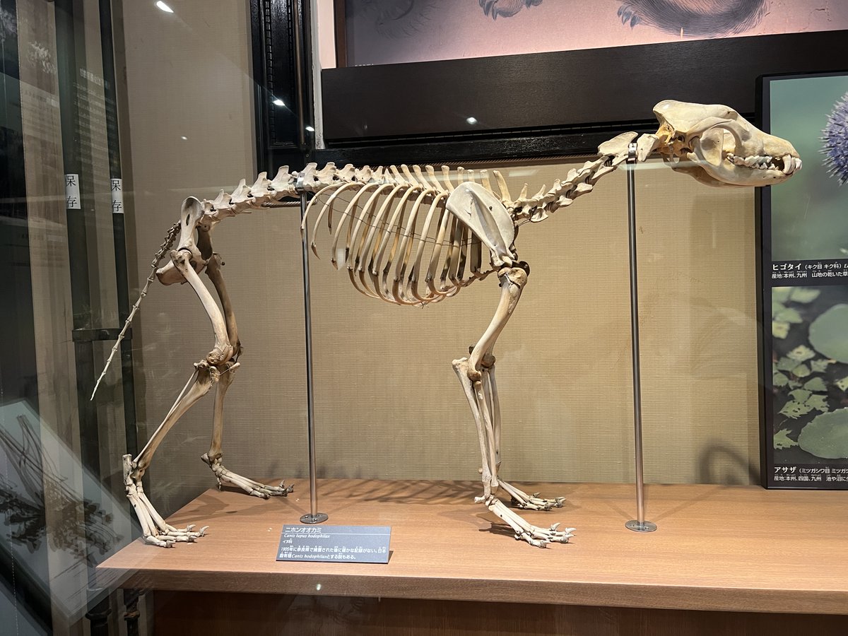 早良 朋（へんなものみっけ！） (@michitomo1) / X