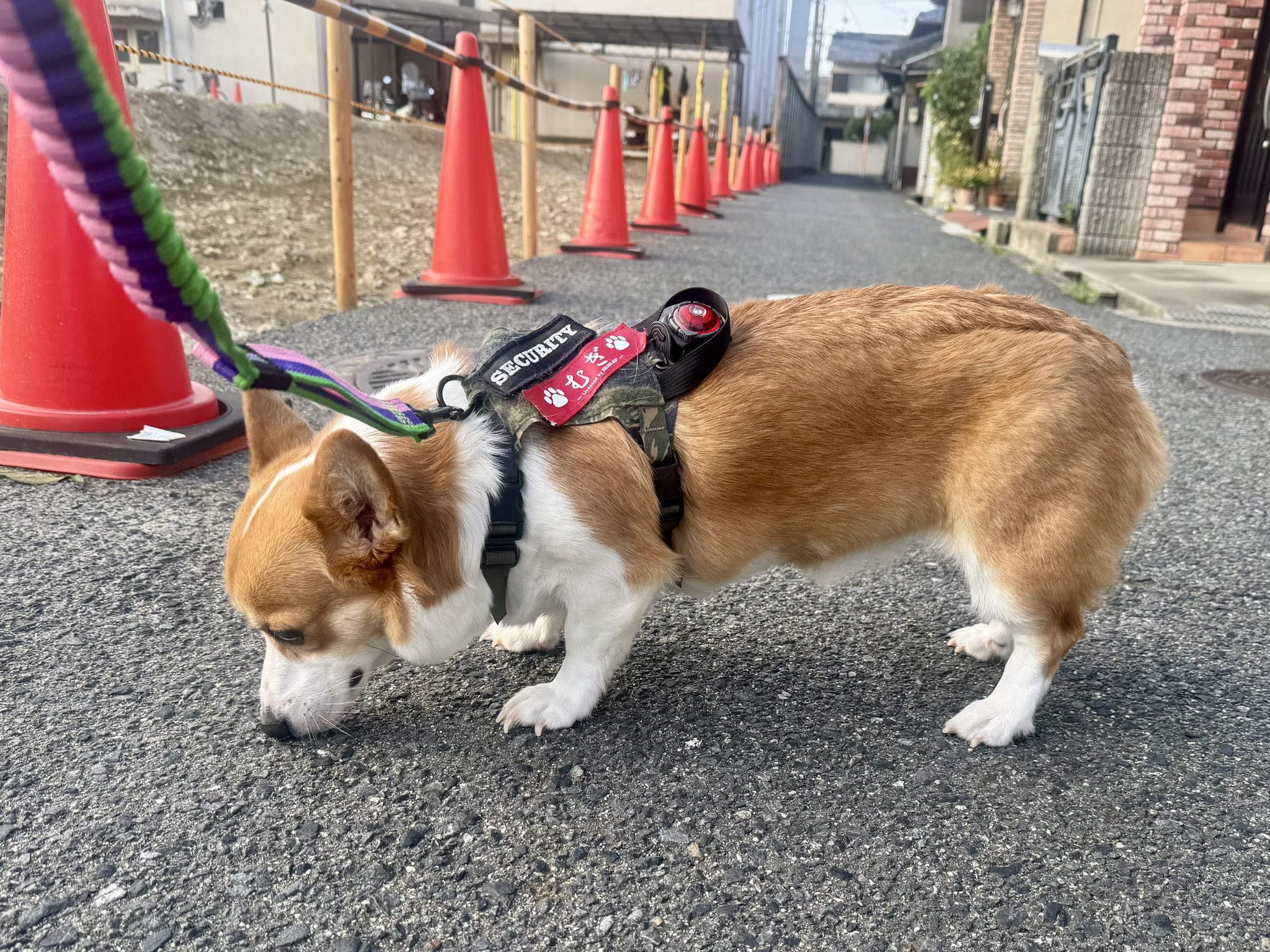 ぽちき🇯🇵_φ(・_・ｼｭｶﾞｰｱﾗｼﾞｬﾝちゃん on X: 
