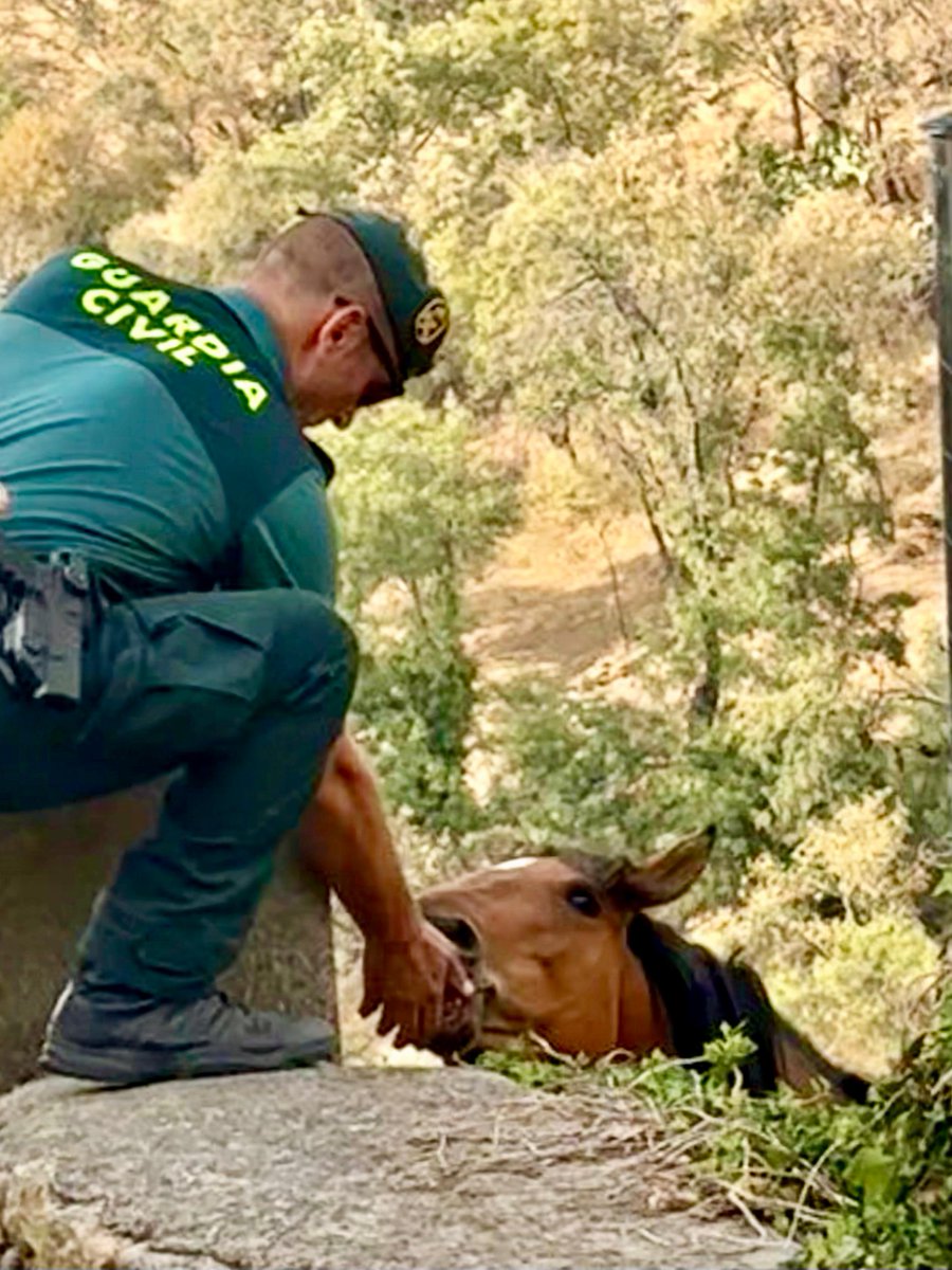 guardiacivil's tweet photo. 🔥#IncendiosForestales | Debido a la evolución del #IFJarilla, hemos procedido a la evacuación preventiva de la población de Rebollar #Cáceres, garantizando la #seguridad de las personas y bienes así como de los animales afectados.

Las personas evacuadas han sido trasladadas hasta el polideportivo 'La Bombonera' de Plasencia.

⚠️#Recuerda En caso de evacuación 
▶️Mantén la calma
▶️Lleva documentos, medicación y teléfono
▶️ Ayuda a personas vulnerables
▶️Dirígete al punto seguro indicado

🙏Gracias por atender las indicaciones y hacerlo fácil en momentos difíciles. #Colabora

Sigue las indicaciones de @GuardiaCivil, Servicios de #Emergencias112, #ExtinciónDeIncendios, #ProtecciónCivil #JuntosPorTuSeguridad