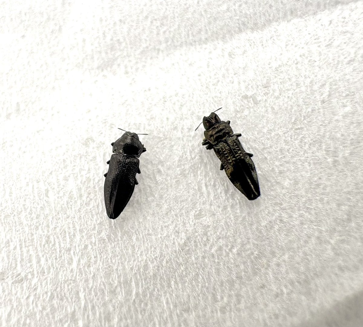ヒゲブトケシタマムシと
チュウジョウケシタマムシ(右)
共に3ミリぐらいのちっちゃい種です。
昔は珍品と言われてましたが...
ヒゲブトケシの方は草についてよく見られました。今では北部や一部の離島でも確認されてるようです。
チュウジョウケシはまだ少なかったんで、