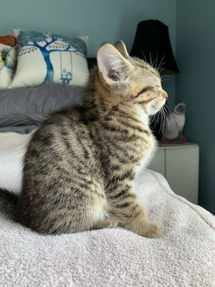 Thepetsonly's tweet photo. https://t.co/neAPtT16tk