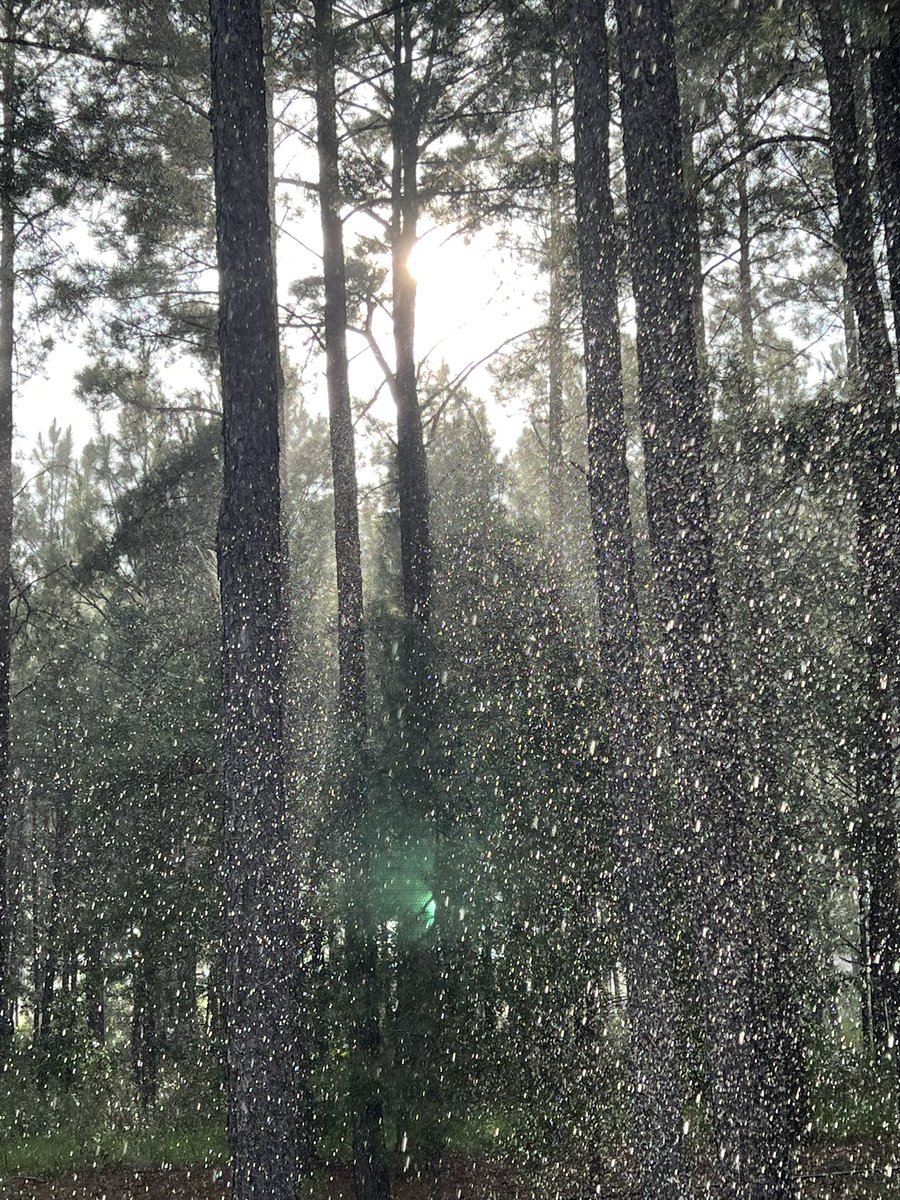 Sun shining through a downpour at my house <a href="/RaleighWx/">Allan Huffman</a>