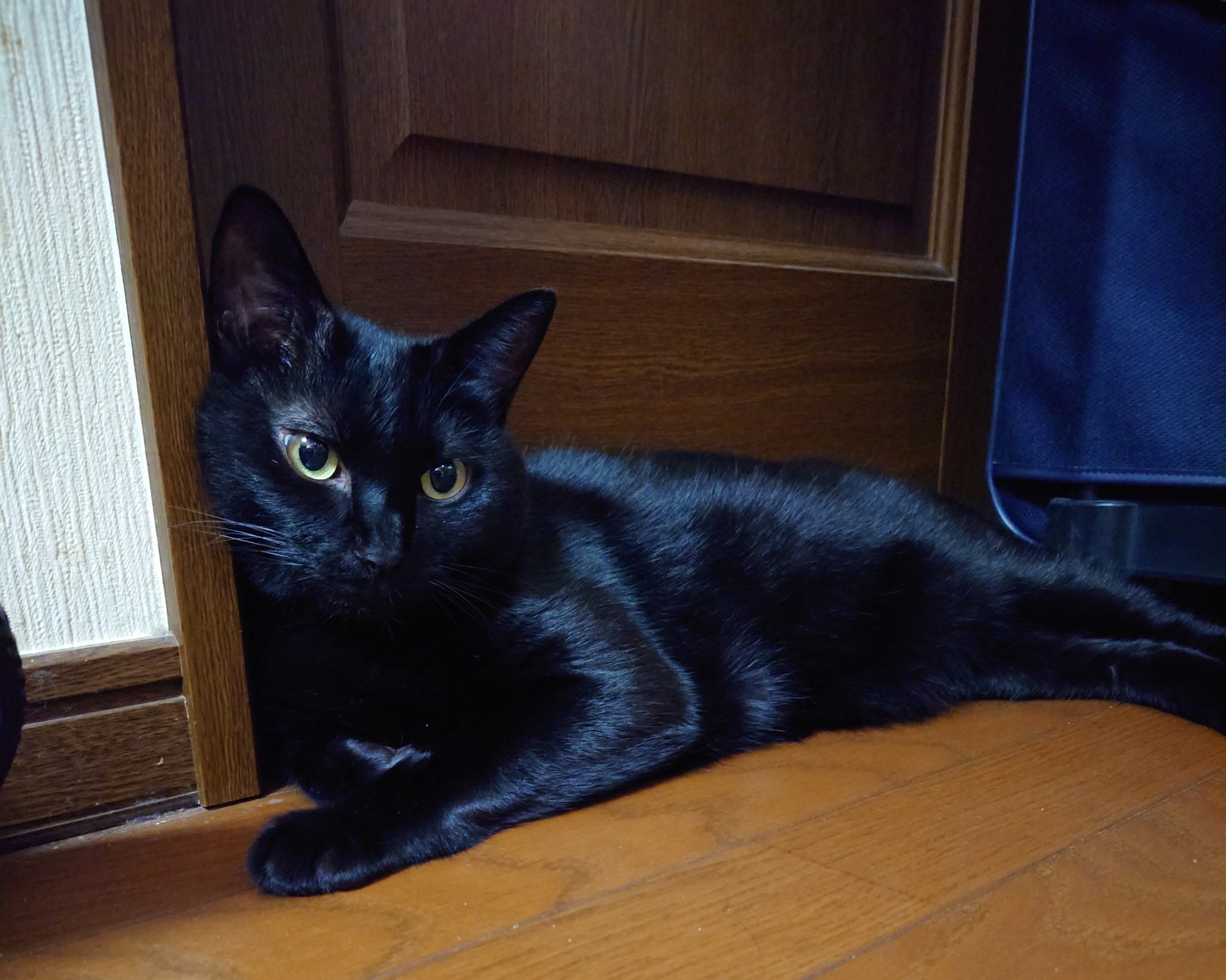黒猫 雨宿りの猫⛤ on X: 