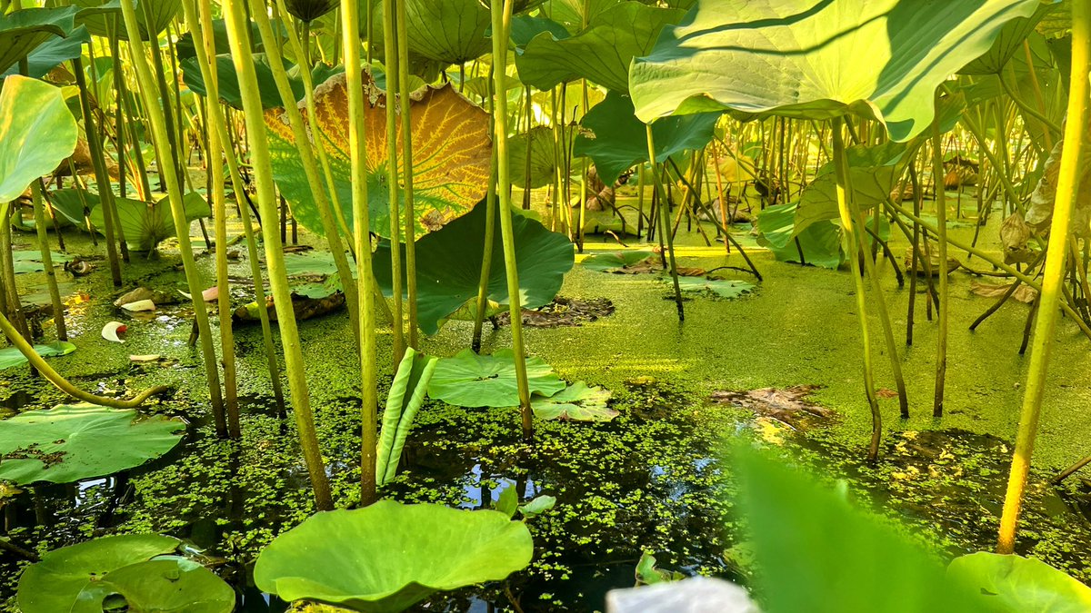 Kenilworth Aquatic Gardens