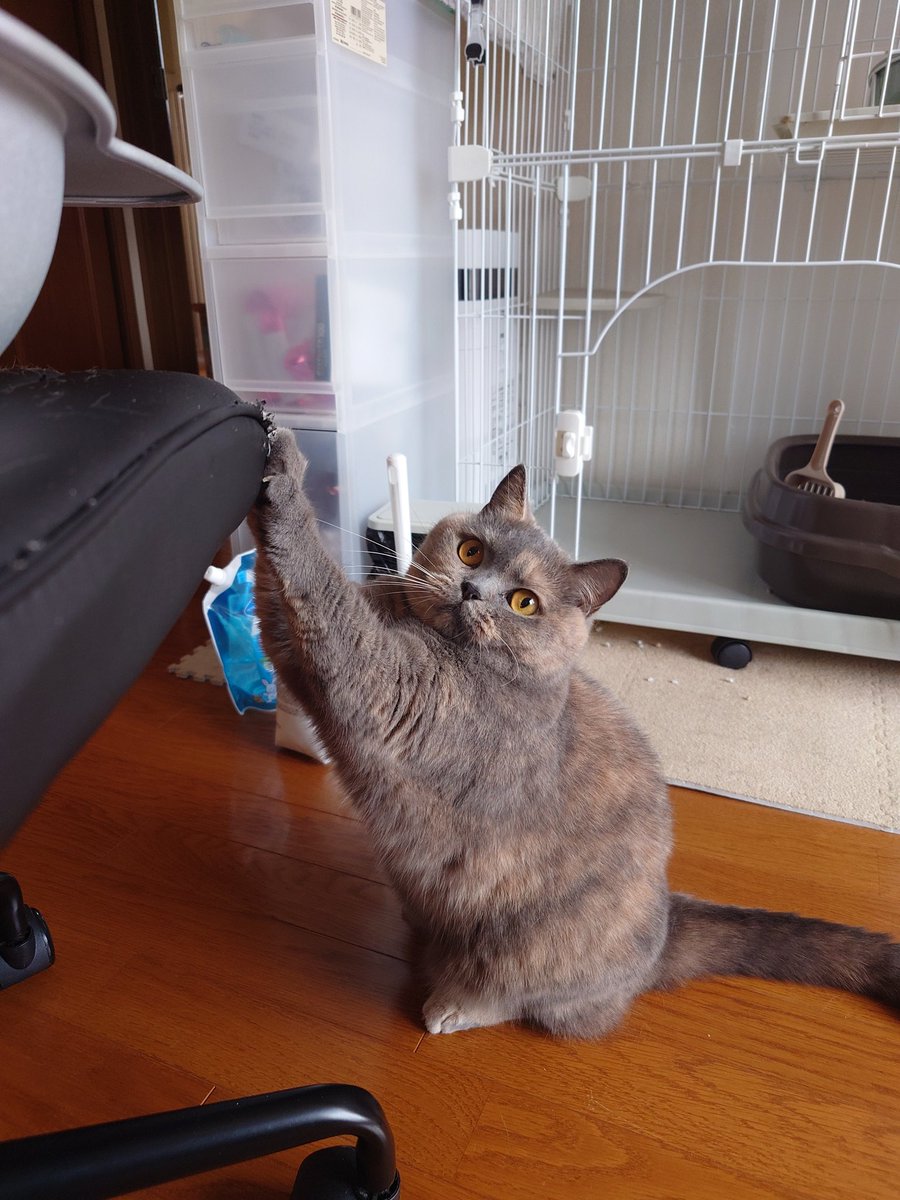 おはモカちゃん
#ブリティッシュショートヘア 
#猫のいる暮らし