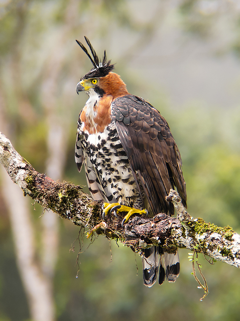 Aves do Brasil tweet media