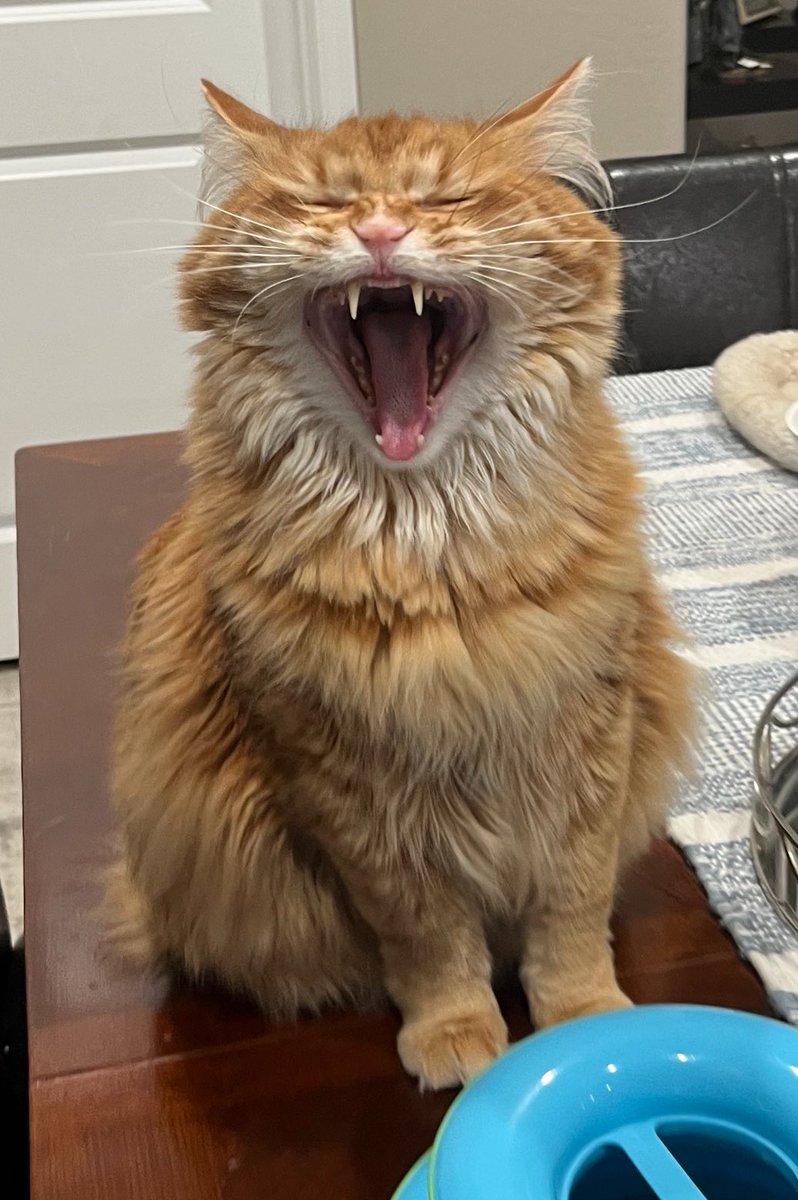 Getting some quality photos from the house sitter

Here he was saying “I don’t have to listen to you, you’re not my dad”