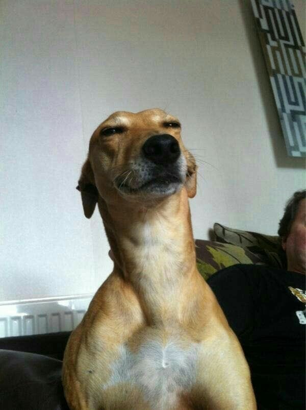 HORA DA BIOLOGIA BRABA FEEEELAS DA PUTAAAAAAAAA! 

Hoje eu vim falar do animal mais amado aclamado do Brasil.

O cachorro Caramelo