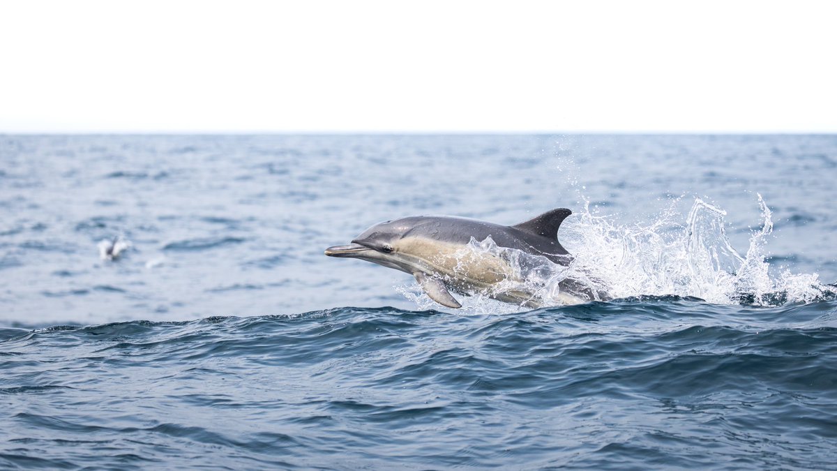 Stephen dunbar (@dunbar44) on Twitter photo Great to be back out off west Cork! Great to be back out off west Cork!