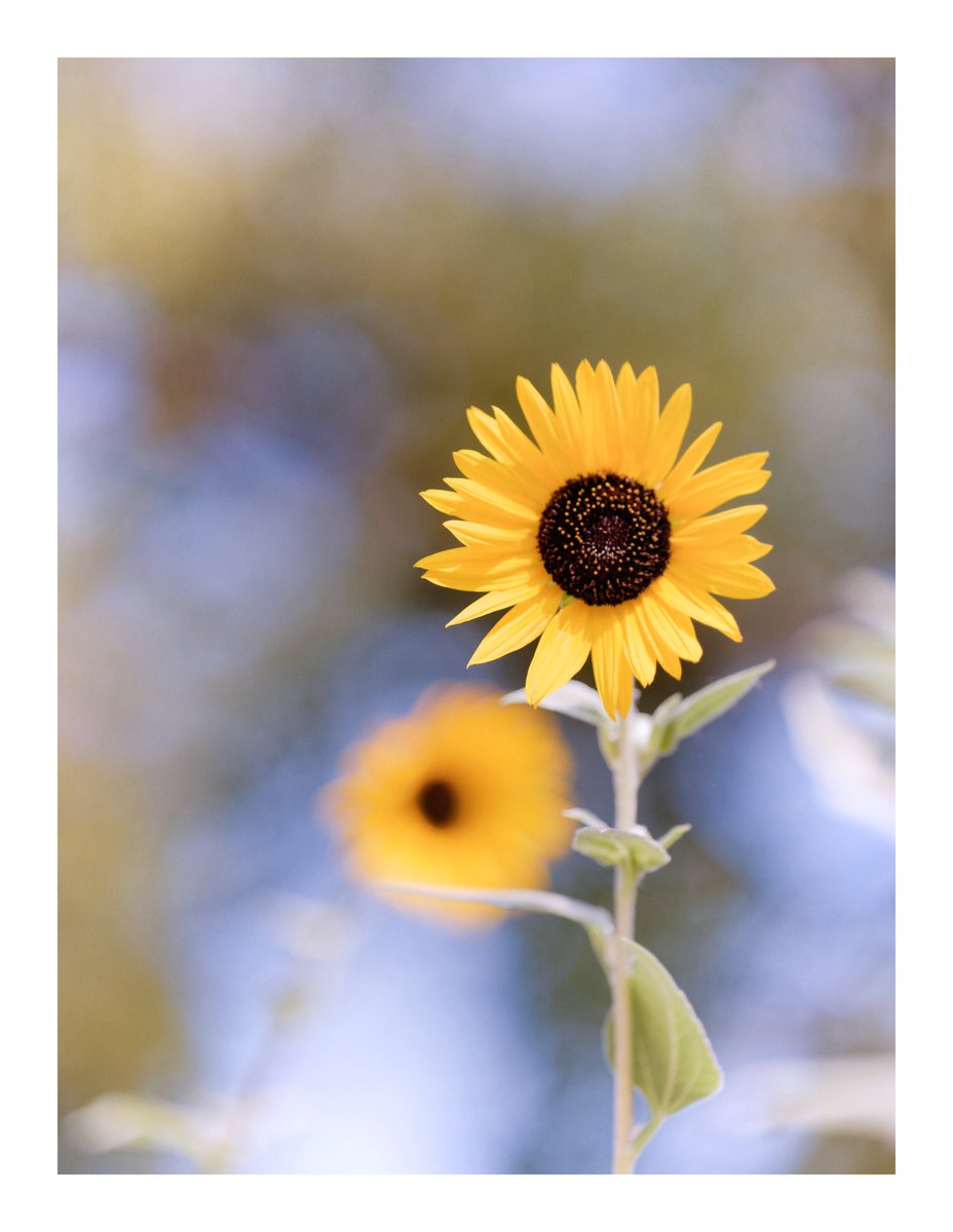 ❤ひまわり様❤ やべっち📷 ́͏̖- on X