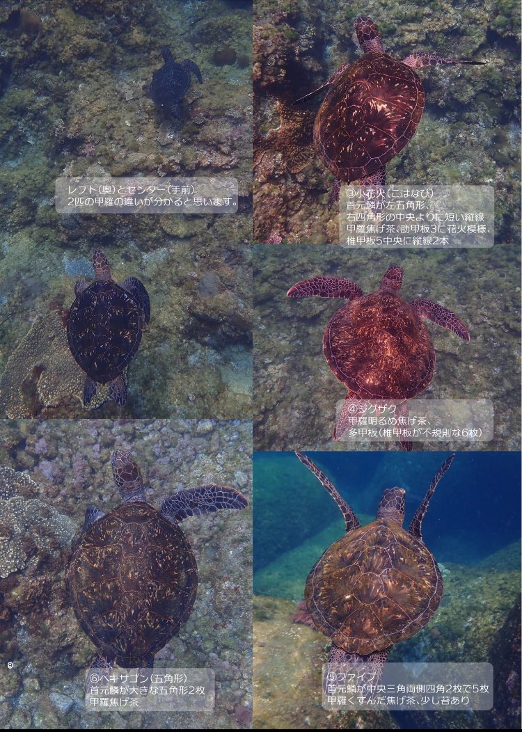 本日コミケ参加します！新刊は八丈島＆八丈小島の本です。
八丈小島の写真、八丈島の温泉紹介や底土のウミガメ12匹の個体識別情報、八丈島の四季折々など、八丈島の魅力をたっぷり詰め込みました💐
フルカラー44P（本文40P）1000円です。
※離島・沖縄・北海道在住の方は島民割あります🏝
#C106 #新刊