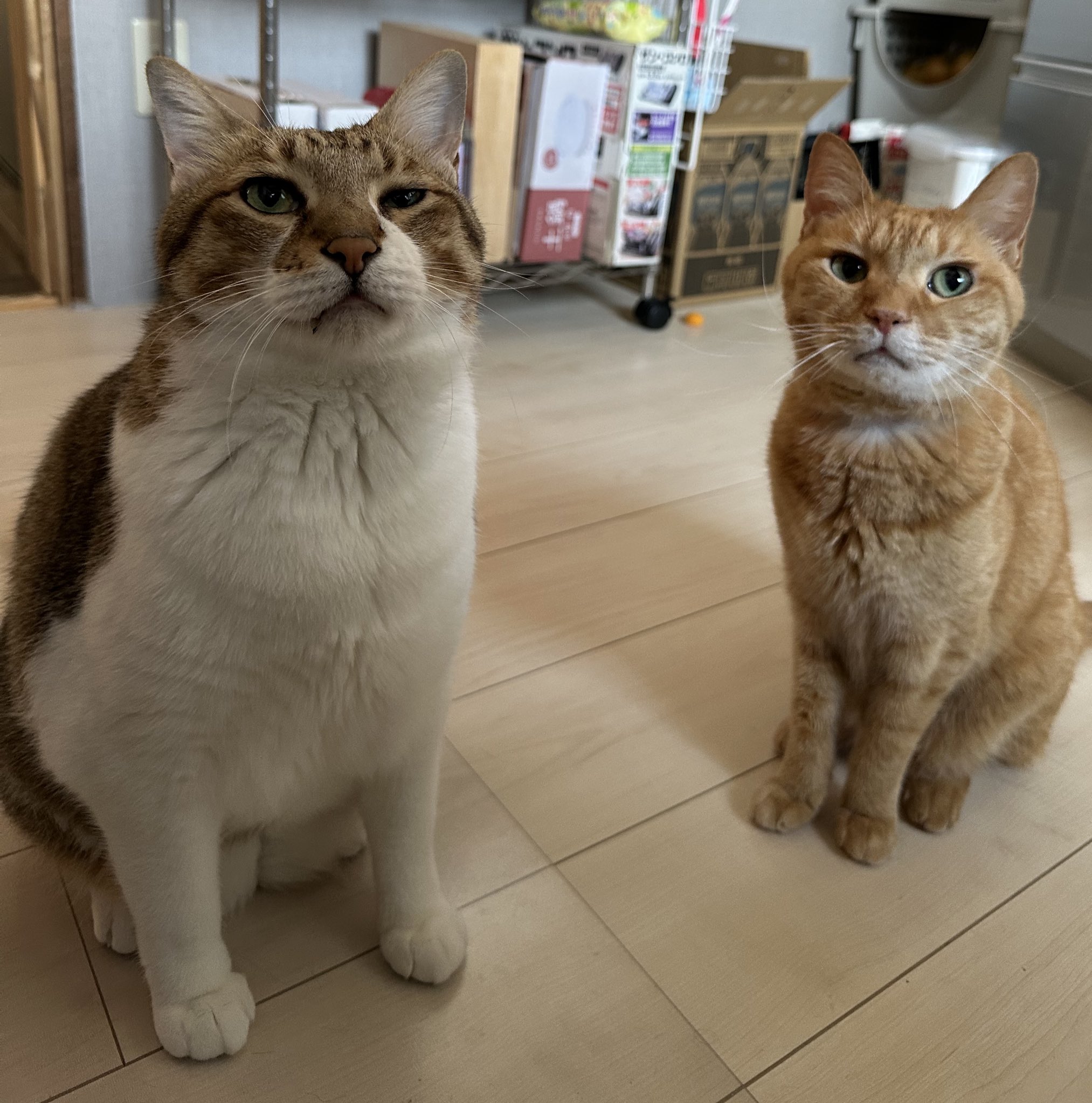 mannine 猫　お好きな方に 楽天市場】ネコキッカー necono - ネコノ - 『 mannine cat doll