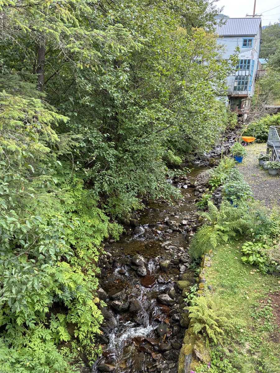 A few images from my walk in the rain today. 
#Juneau #Alaska #Walking
