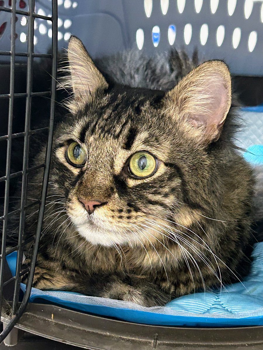 Thank you for the gift of a retweet 🙏 💔❤️ $885.29 was paid to the vet today.