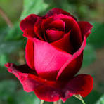 Daniel Patrick Driscoll (@danielpatr58399) on Twitter photo 