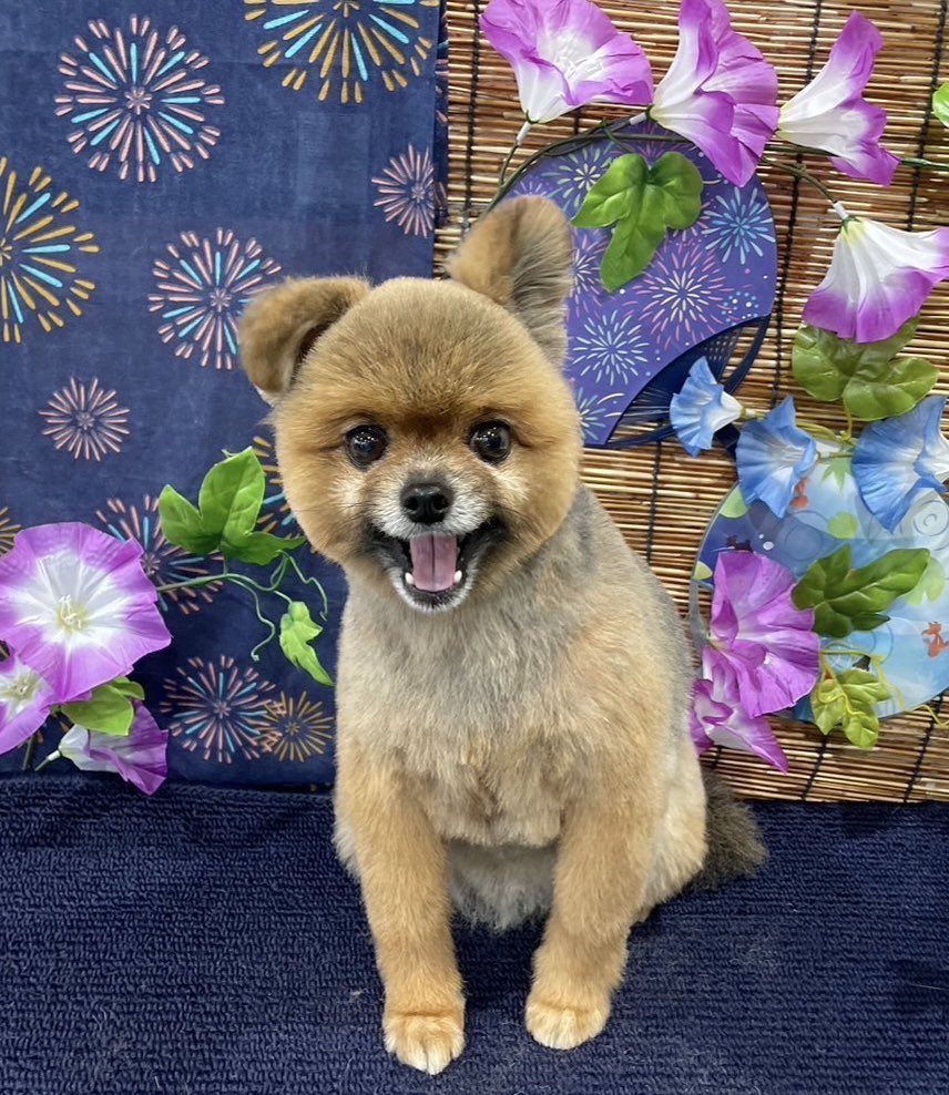 昨日はトリミング😆
サッパリしました✨