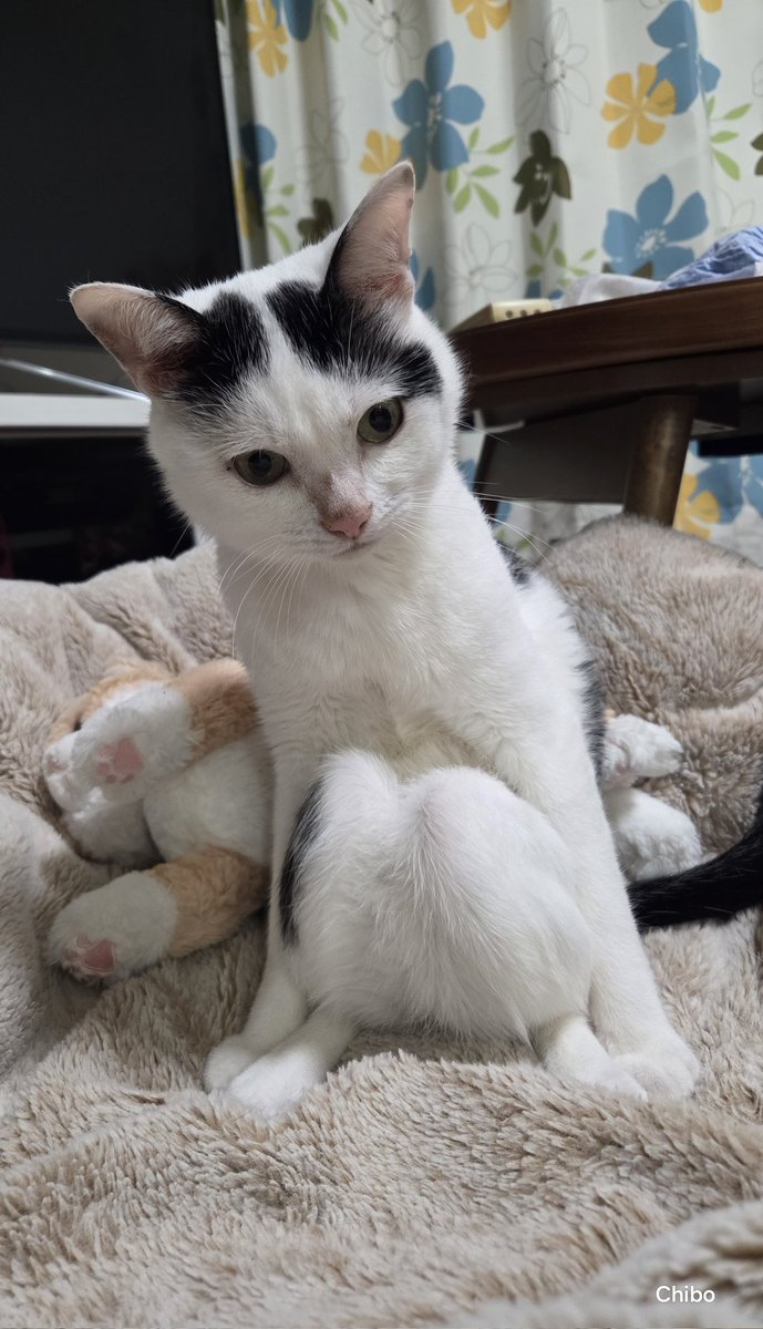 これが膝ですけど？って見せてくるのかわいい
