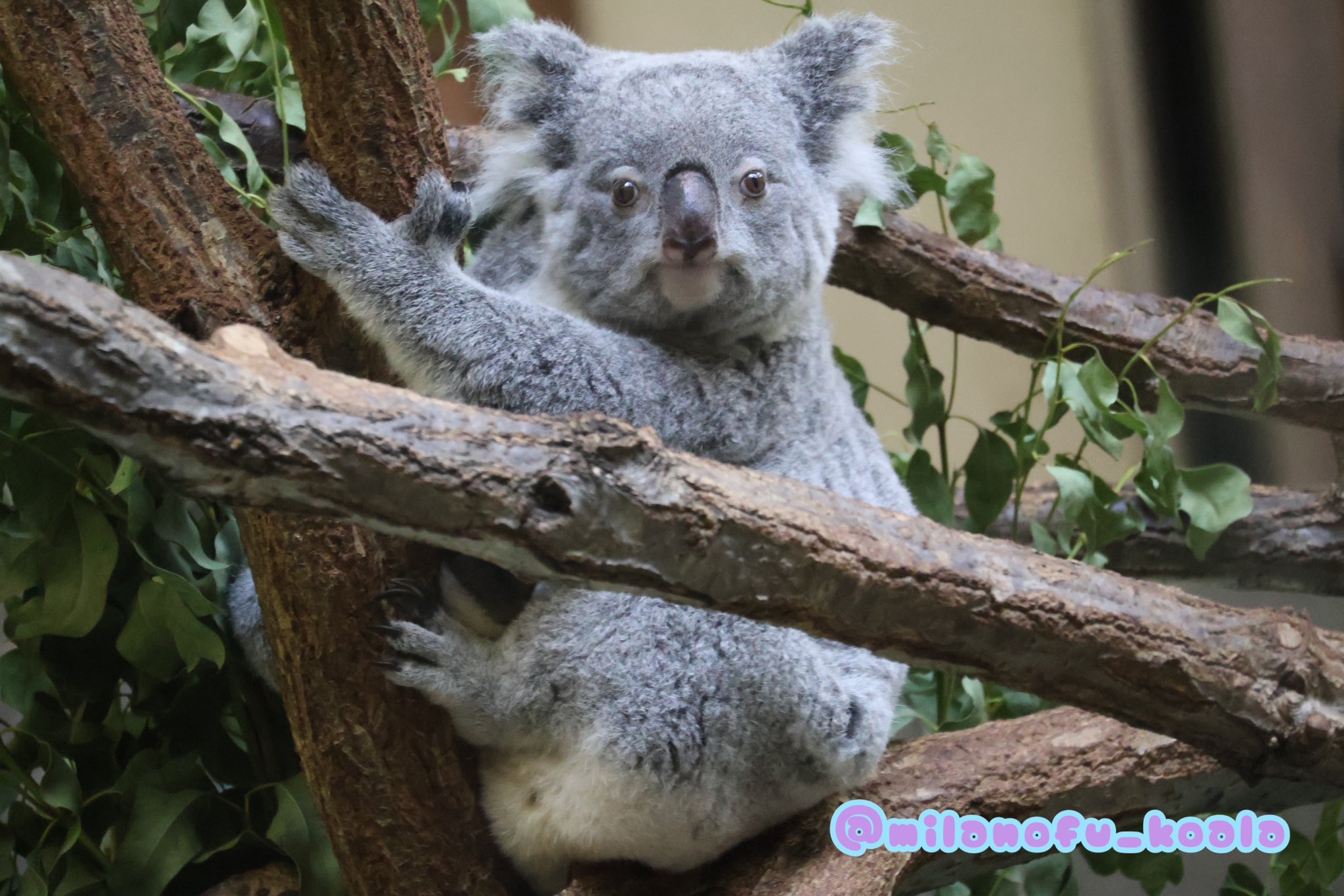 コアラ♡様 みらの🐨 on X: 