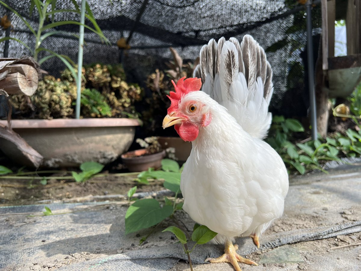 pipipimimimi3's tweet image. ひので屋さんに遊びに行ってきたわ〜🐔

あたちは虫を頂いたわ〜🐔

たのちかったわ〜🐔

ちゃこちゃん🐶も笑っていたわ〜🐔

 #チャボ
 #にわとり
 #ひので屋