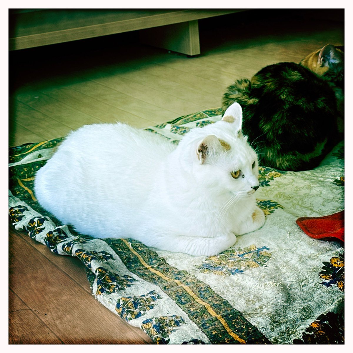 obi_wan_eclipse's tweet photo. #Hipstamatic #JohnS #Blanko #猫式 #猫 #cat #ShotoniPhone #ねこ #保護猫 #猫カフェ https://t.co/BDDoabSI9a