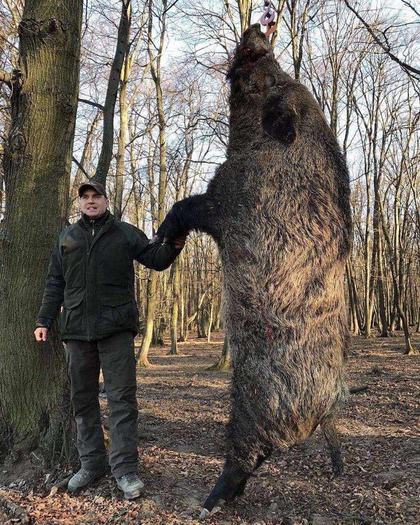 This isn’t talked about but a wild boar would be a nightmare for gorilla. Boars have a robust and muscular build, they charge extremely fast, and their tusk are extremely sharp and can even cut deep enough to the bone. Wild boar also can grow much larger than a silverback too.