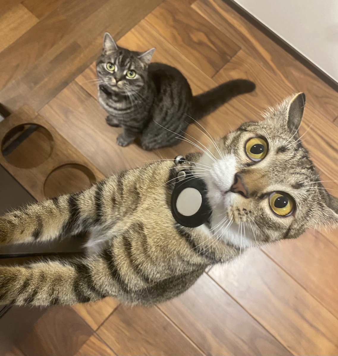 ちゅーる目線で見た猫たち