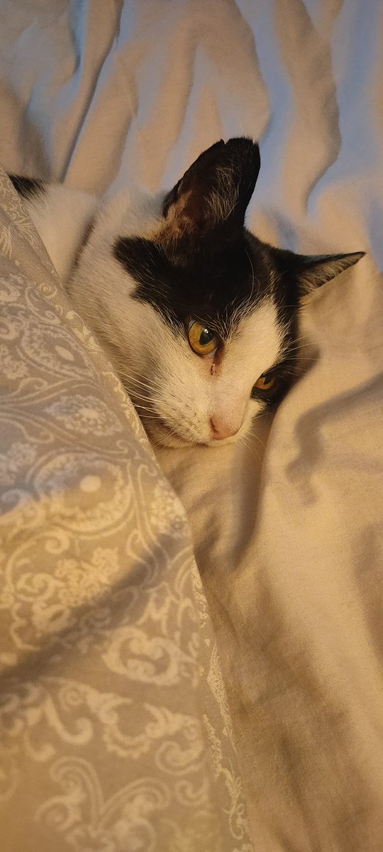 Goodnight all my furry friends 😻I'm in bed already for sleeping 🛌😴😴
#Cat #sleeping #goodnight