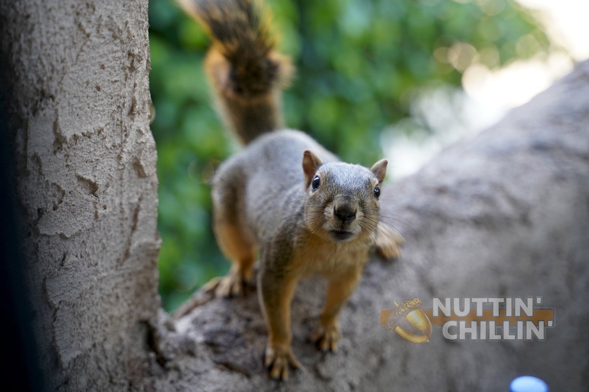 Nuttin_Chillin's tweet photo. Squirrel giving “gimme the nut” eyes to the human! 🐿️🥜 #NuttinChillin #SoCalSquirrels #FunnyAnimals https://t.co/hBRxPcqHE1