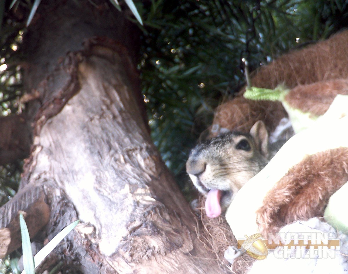 Nuttin_Chillin's tweet photo. Squirrel in the drey sticking tongue ALL the way out! 🐿️😛 #NuttinChillin #SoCalSquirrels #FunnyAnimals https://t.co/nVByTg3G8p