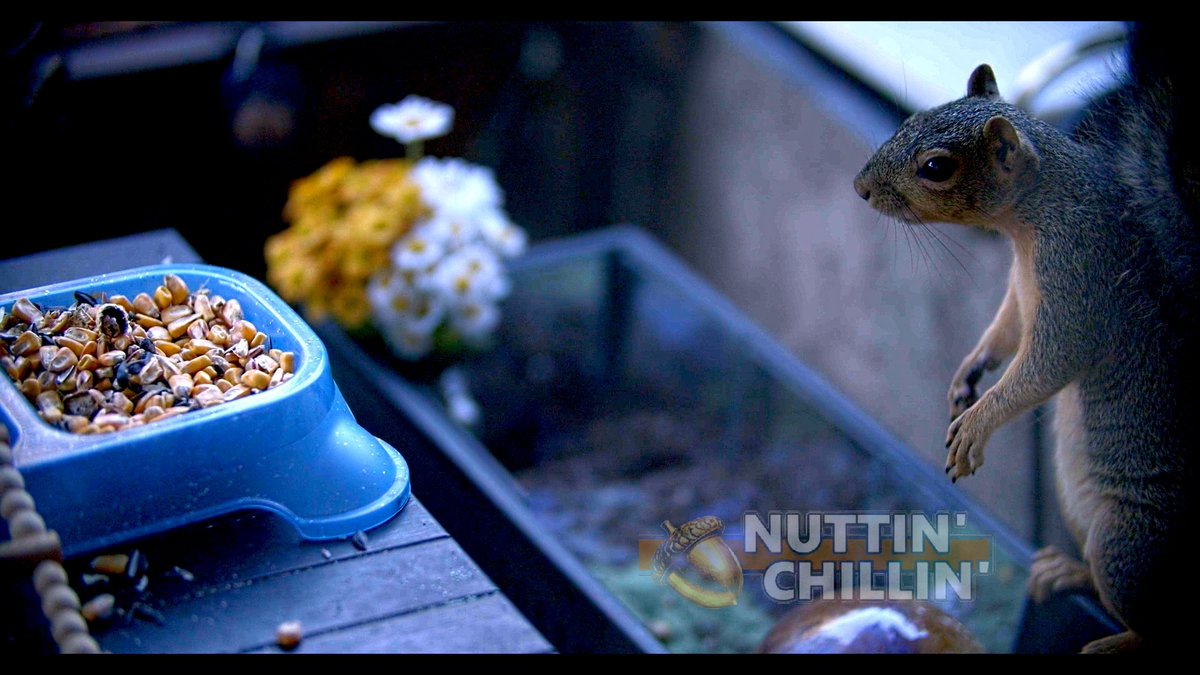 Nuttin_Chillin's tweet photo. Squirrel on hind legs plotting the corn heist! 🐿️🌽 #NuttinChillin #SoCalSquirrels #FunnyAnimals https://t.co/zwJ2bQtVtQ