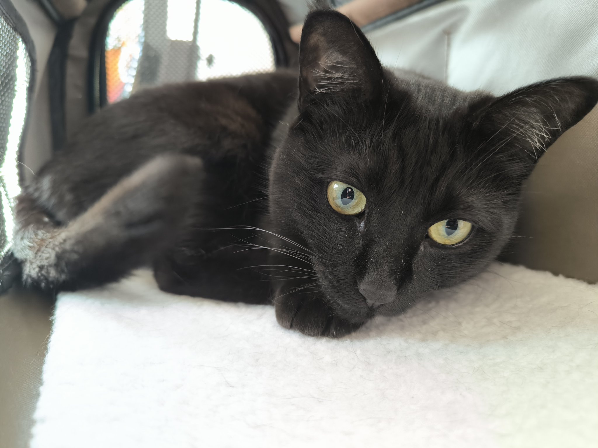 黒猫 あご乗せ。#黒猫つくねちゃん #Tsukune_chan #猫 #黒猫 #保護猫