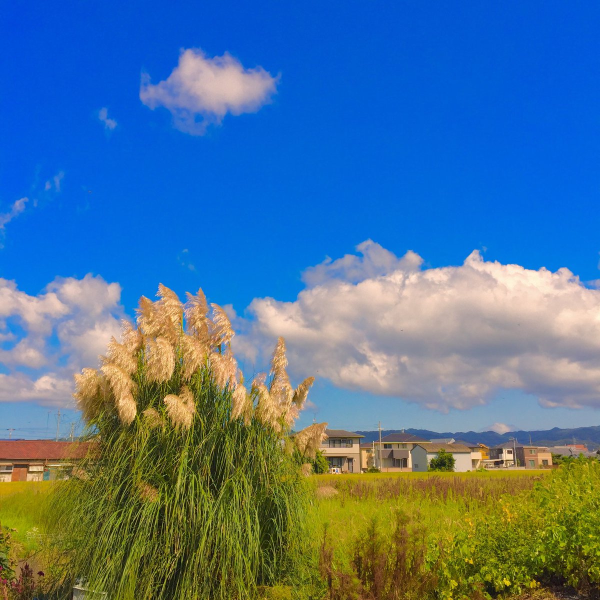 夏が終わる

大きい秋、見つけた

#写真好きな人とつながりたい