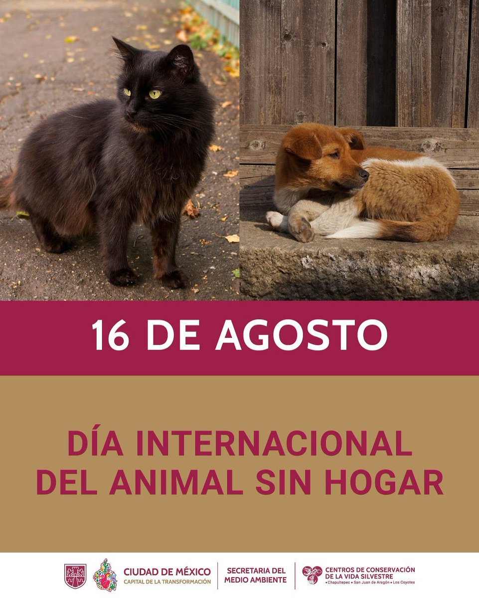 ZoologicosCDMX's tweet photo. 🐾💚 Hoy conmemoramos el Día Internacional del Animal sin Hogar, una fecha para reflexionar sobre la importancia de la tenencia responsable y el respeto hacia todos los seres vivos.

Adoptar, esterilizar y cuidar son acciones que hacen la diferencia. https://t.co/v9E3pQOH4R