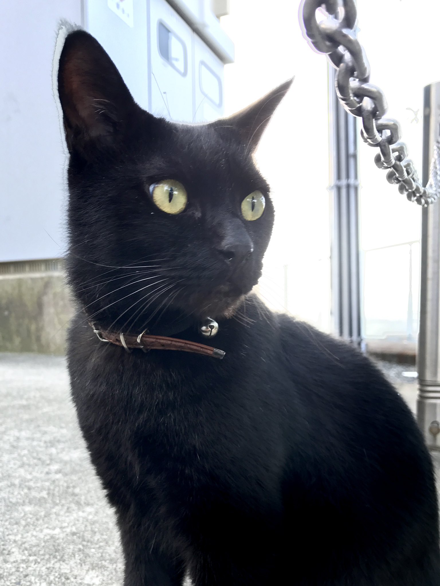 ネコ 黒付箋 ねこ S2255 | 2026年版手帳 | 手帳（ダイアリー）の