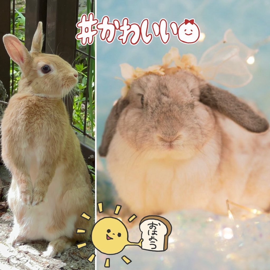 umiusagi_ch's tweet photo. おはようみ〜🐰☀️
このあと朝10時からキュートな「ラブちゃん」と一緒にコラボ生配信します！
🔔 https://t.co/h4SftfuEHq
初めての方もお気軽にご参加いただけたらうれしいです。
リベンジどうかうまくいきますように🙏🐰🐰
「ラブちゃん」への質問コーナーは最後にあります❤️🐰🐰 https://t.co/Z3R6J1GH1T