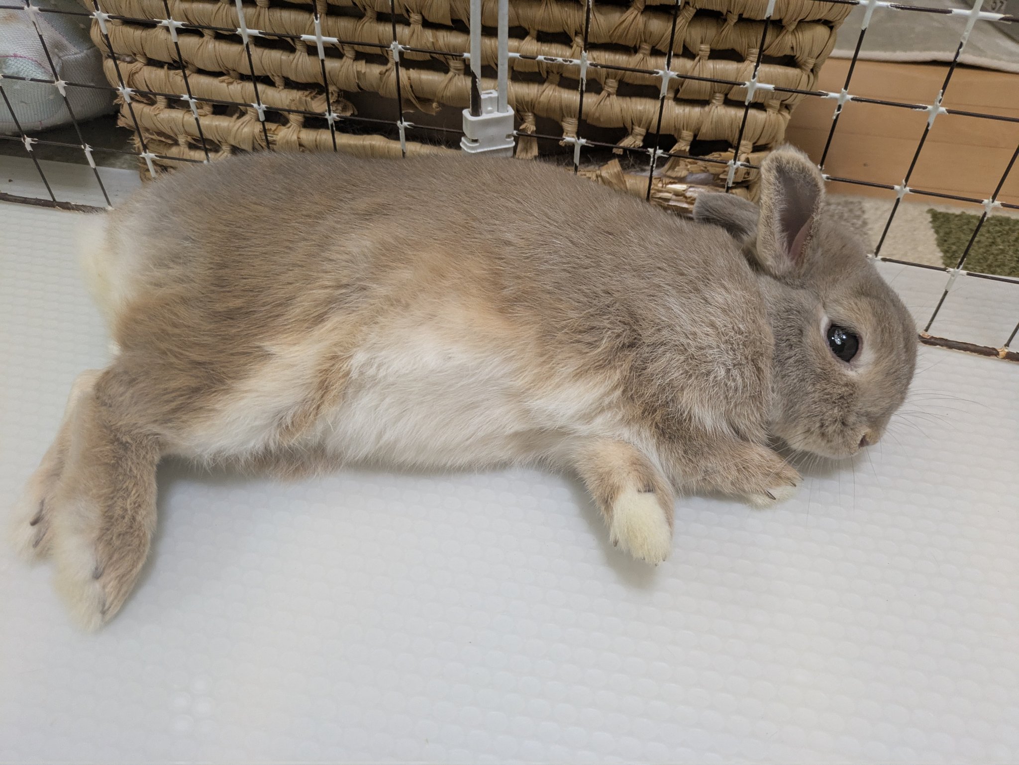 しふぉん🐰 on X: 