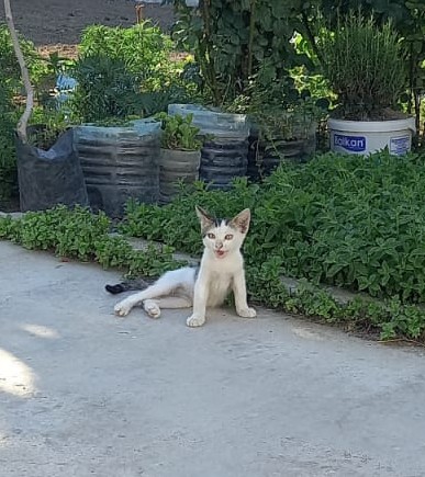 <a href="/burcinbuke/">Burçin Büke</a> Hazır yem yemekten şişko olmus