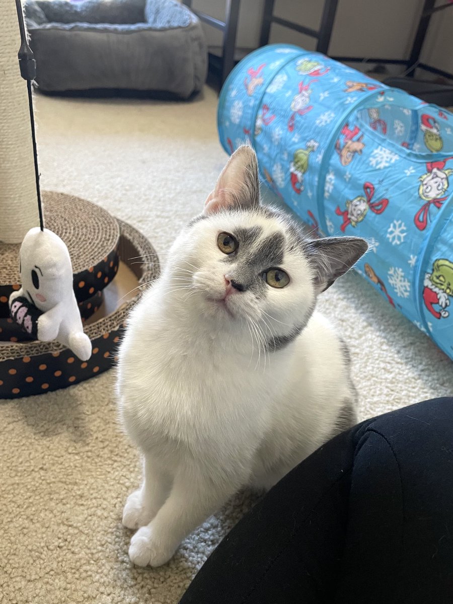 and happy 1st birthday to Wonton's brother, Oliver (formerly Bao) <a href="/kmpossible_/">pawg save america</a> !!! 🥹🩷 great guy. he was almost as weird as his sister. Almost