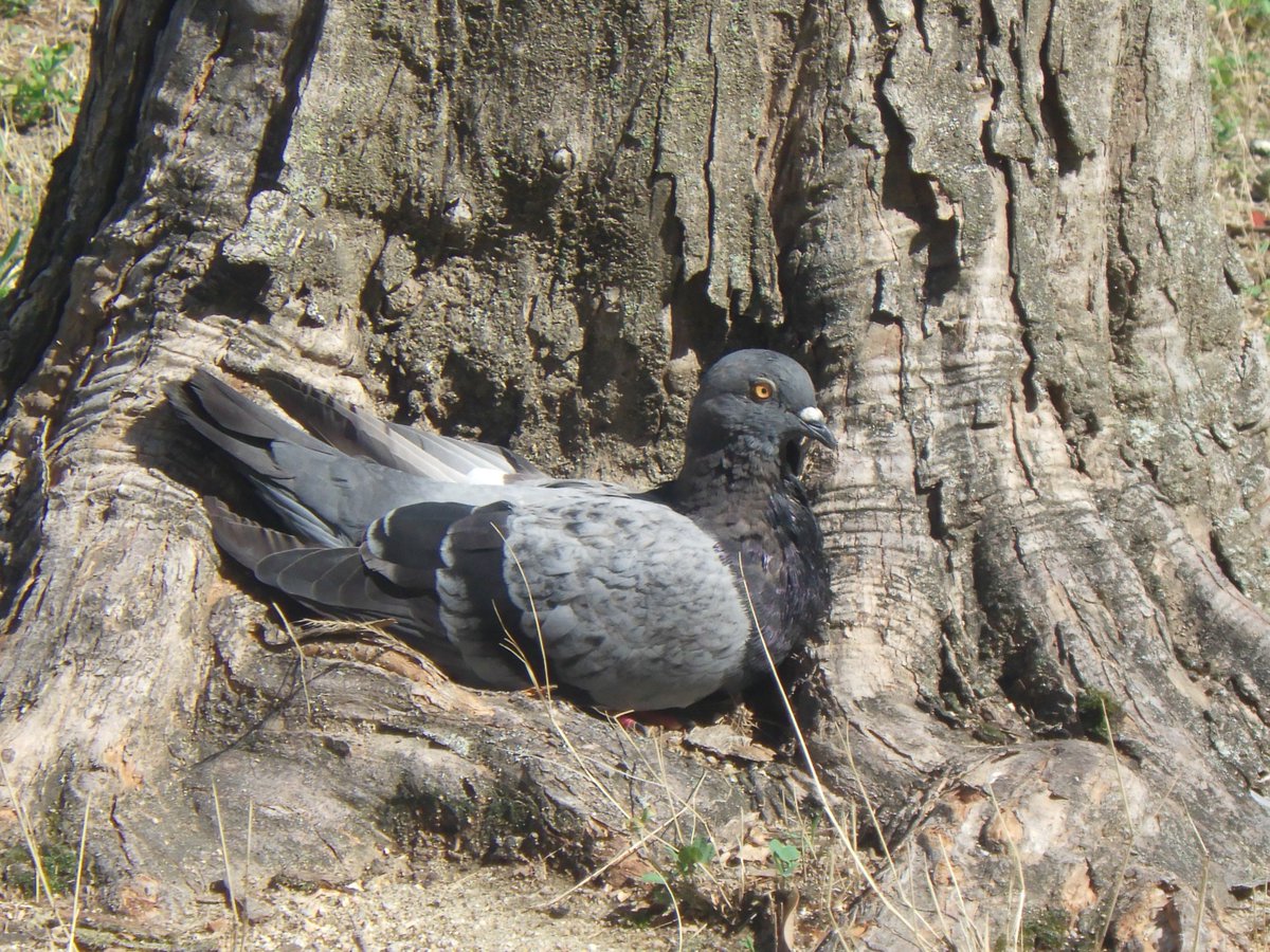 onsen_no_mushi's tweet image. おはよう木のくぼみに収まっているドバト