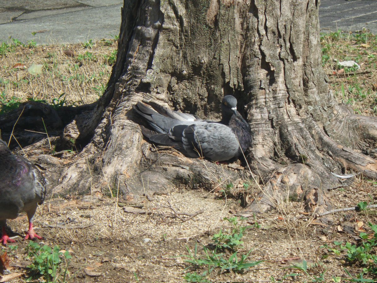 onsen_no_mushi's tweet image. おはよう木のくぼみに収まっているドバト