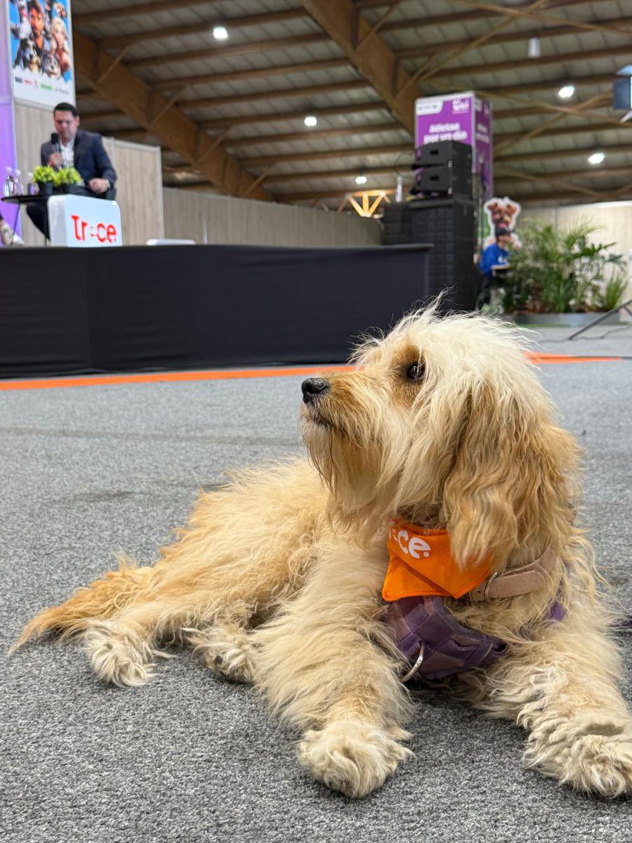 En #ExpoPet 🟠🐾 hablamos de cómo la innovación también puede transformar el bienestar animal.
Desde @CanalTrece impulsamos #TrecePets 🐶🐱, una campaña que conecta a la comunidad con refugios y fundaciones para apoyar la formalización, la adopción y la movilización ciudadana.