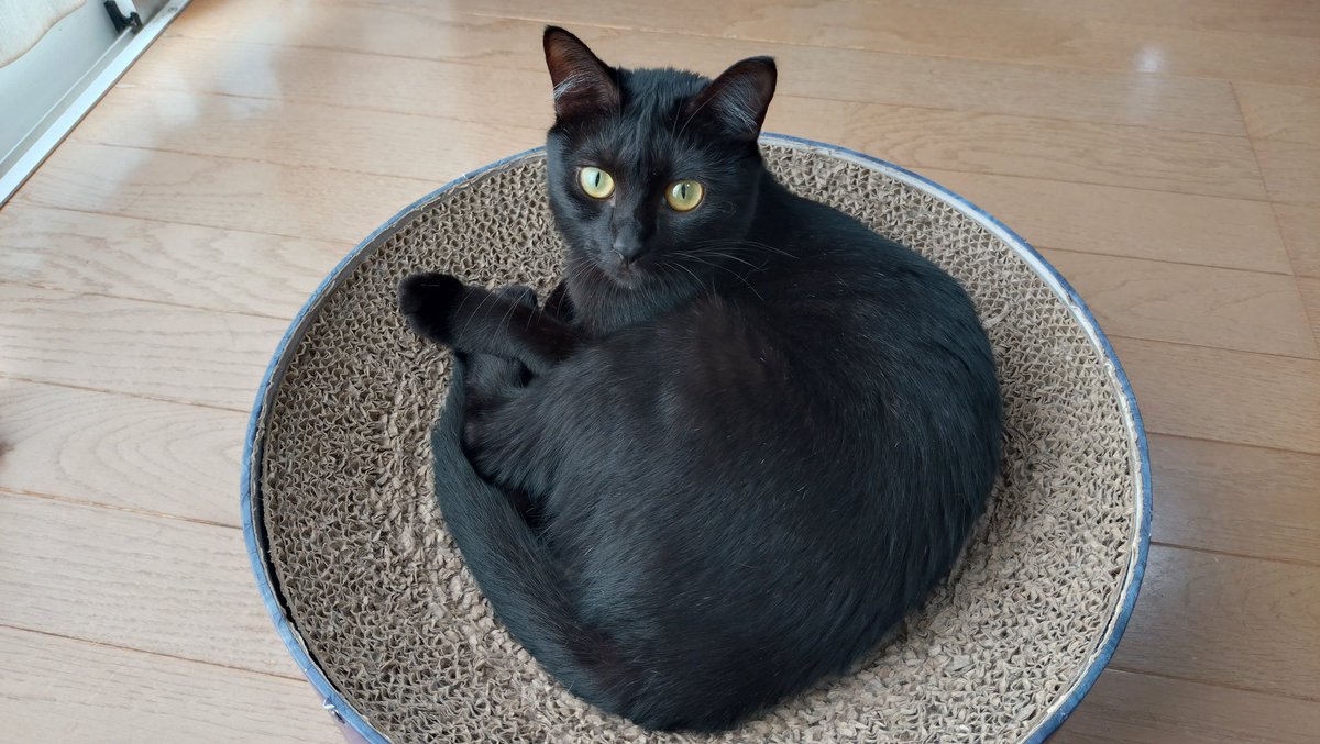 黒猫3 黒猫3兄弟一緒に過ごせる」茨城県 - 猫の里親募集(516287) 2